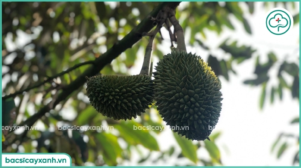 Cây để nhiều trái